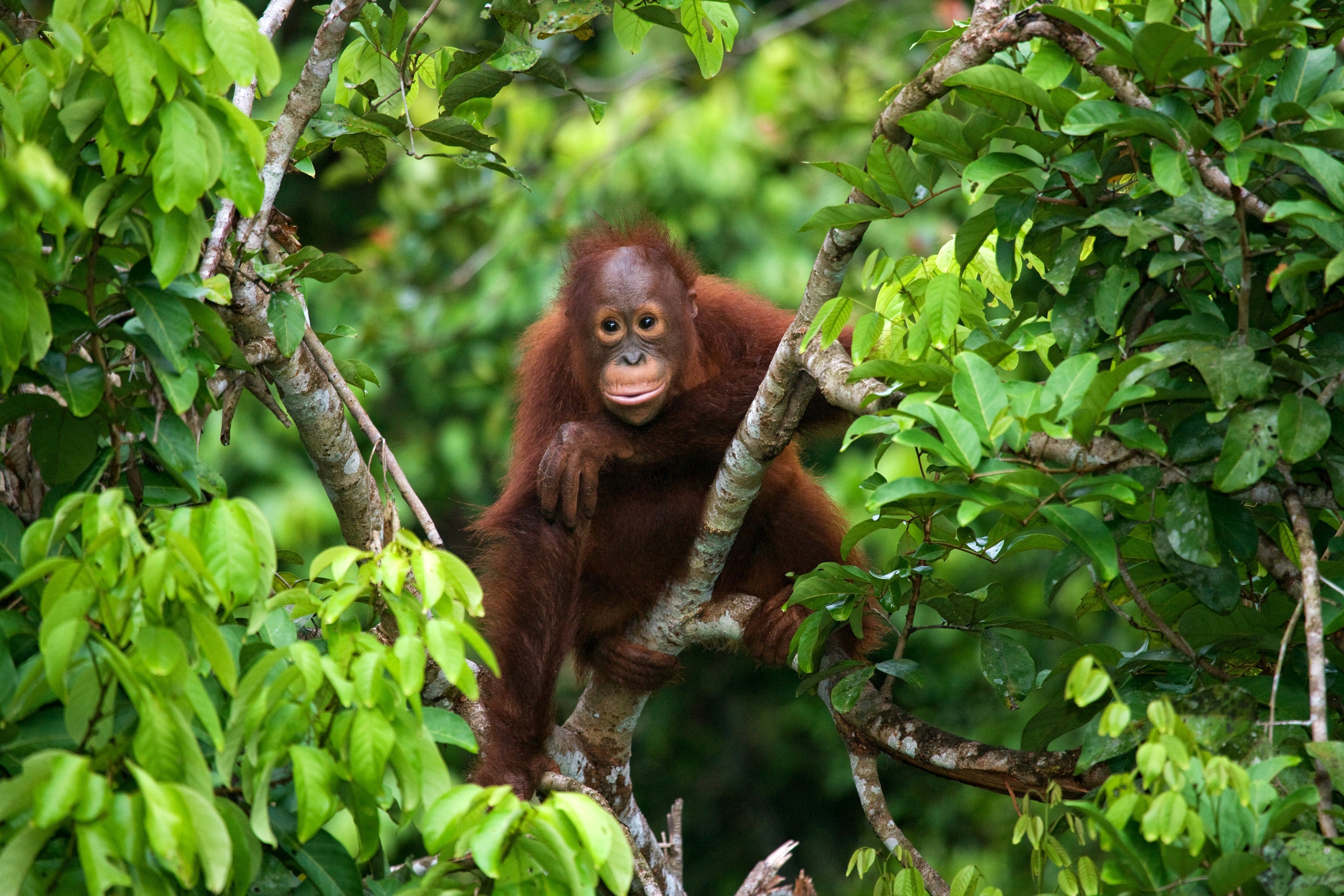 More Friends, Less Sleep? The Social–Sleep Tug-of-War in Wild Orangutans
